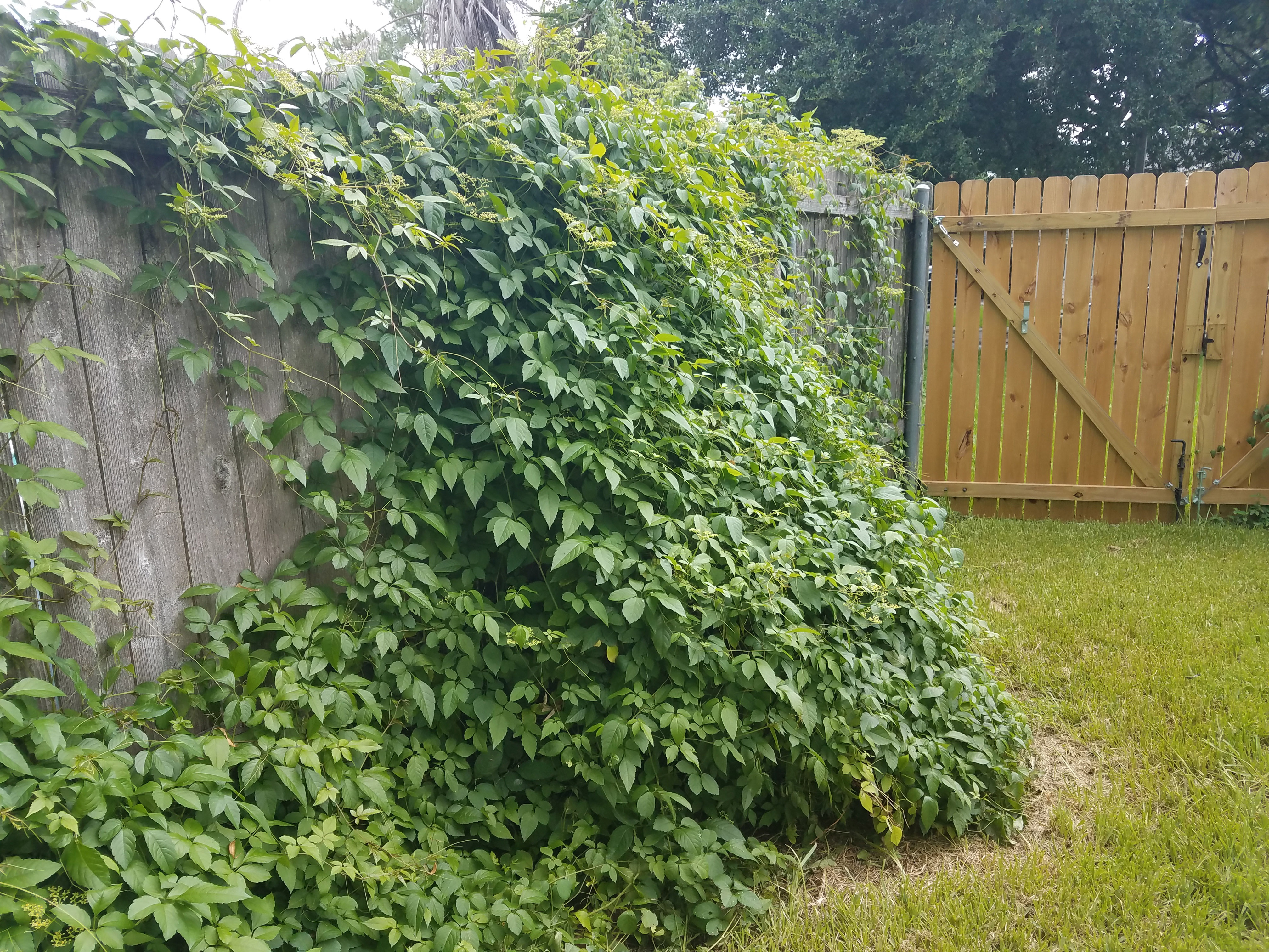 vines on fence.jpg thumbnail